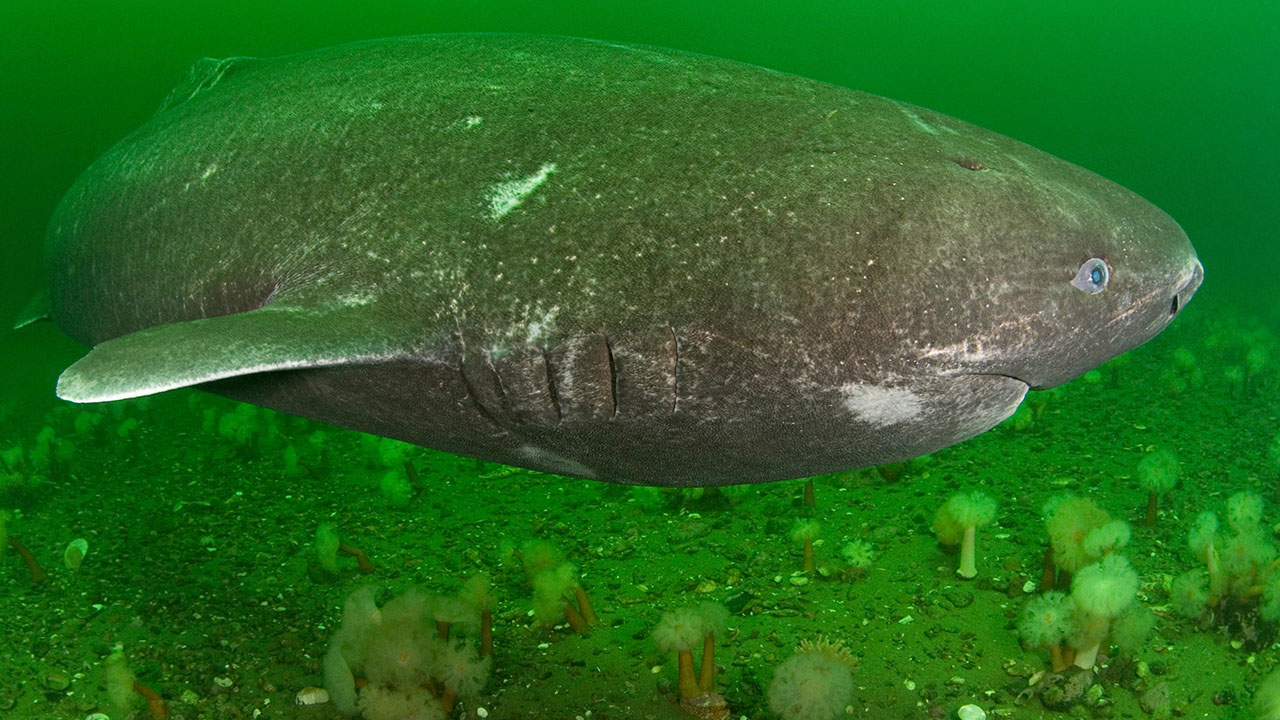 crazy animal facts - greenland shark toxic