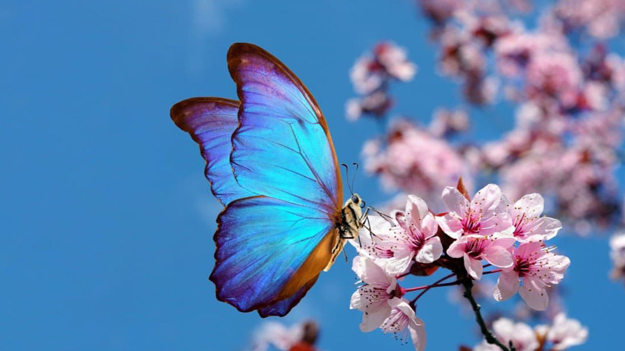 crazy animal facts - butterflies