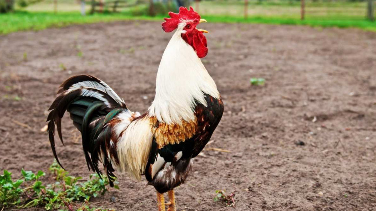 crazy animal facts - not loud chickens