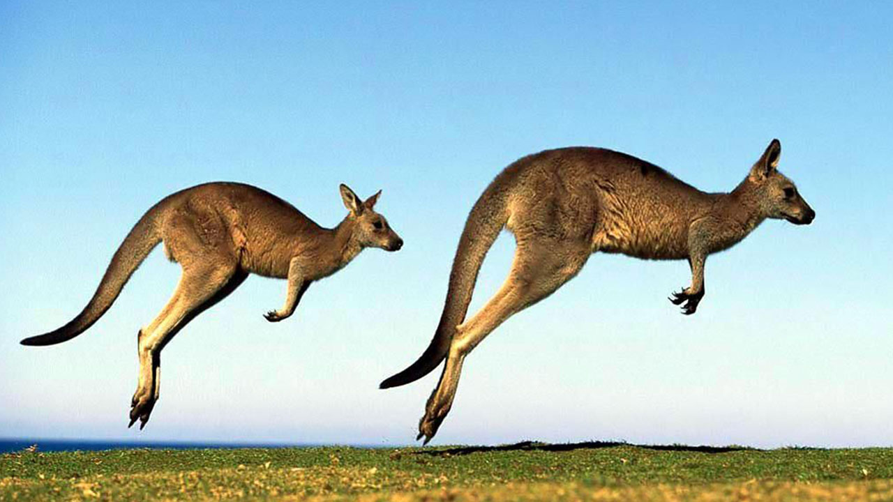 crazy animal facts - australia kangaroo hd