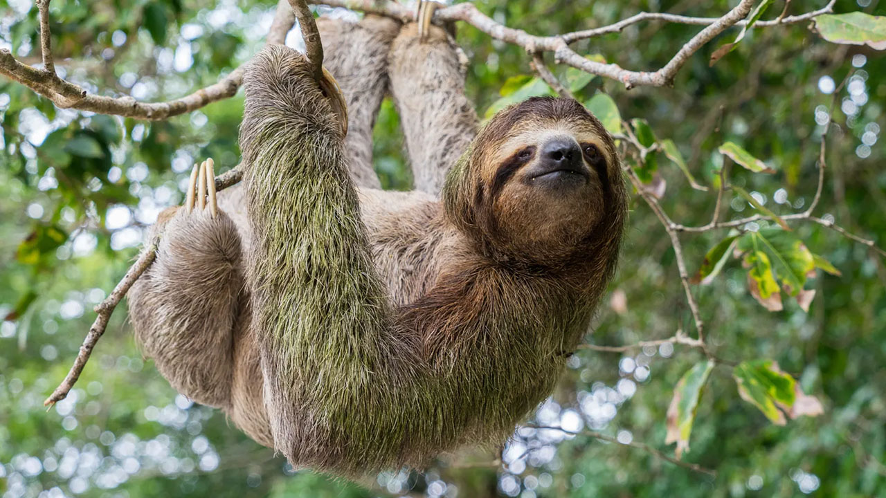 crazy animal facts - sloth hanging from tree