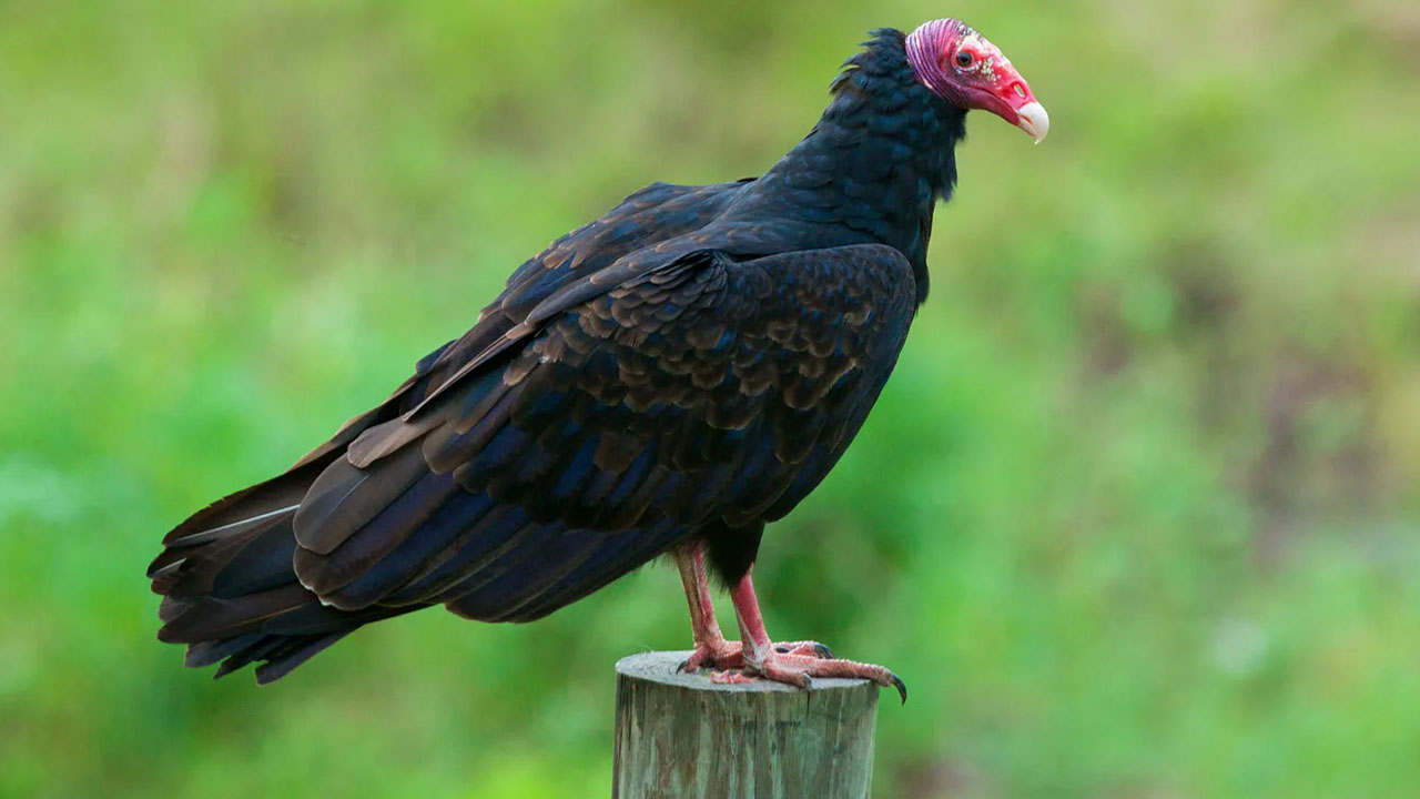 crazy animal facts - turkey vulture