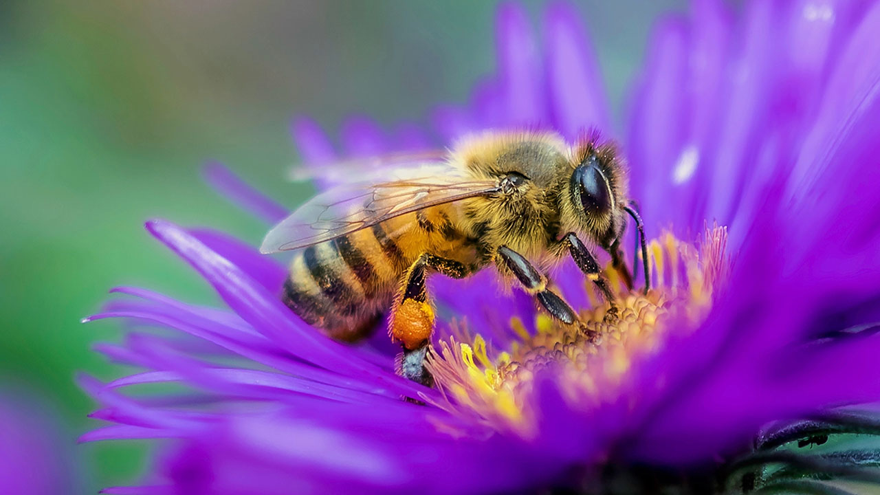 crazy animal facts - promotes pollination