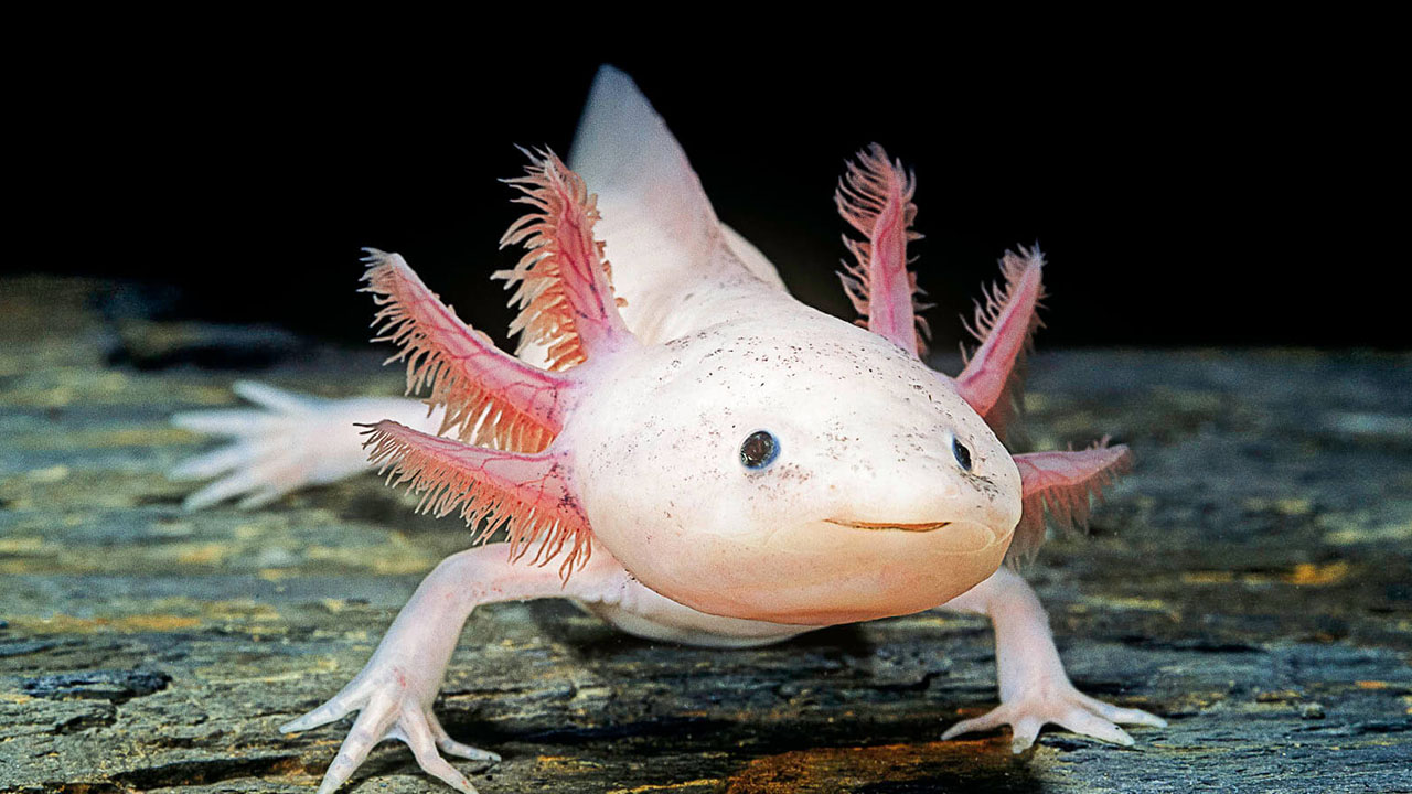 crazy animal facts - axolotl animals