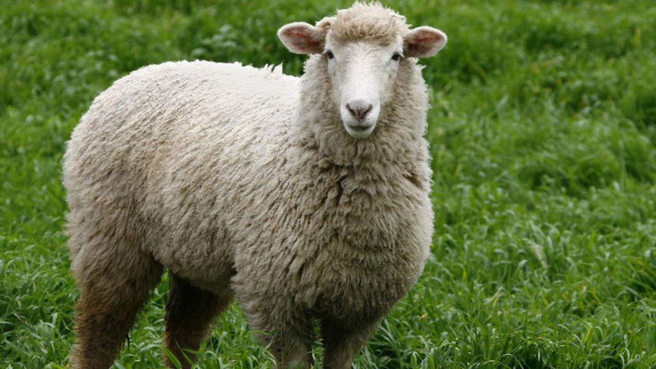 crazy animal facts - sheep in south sudan sentenced 3 years