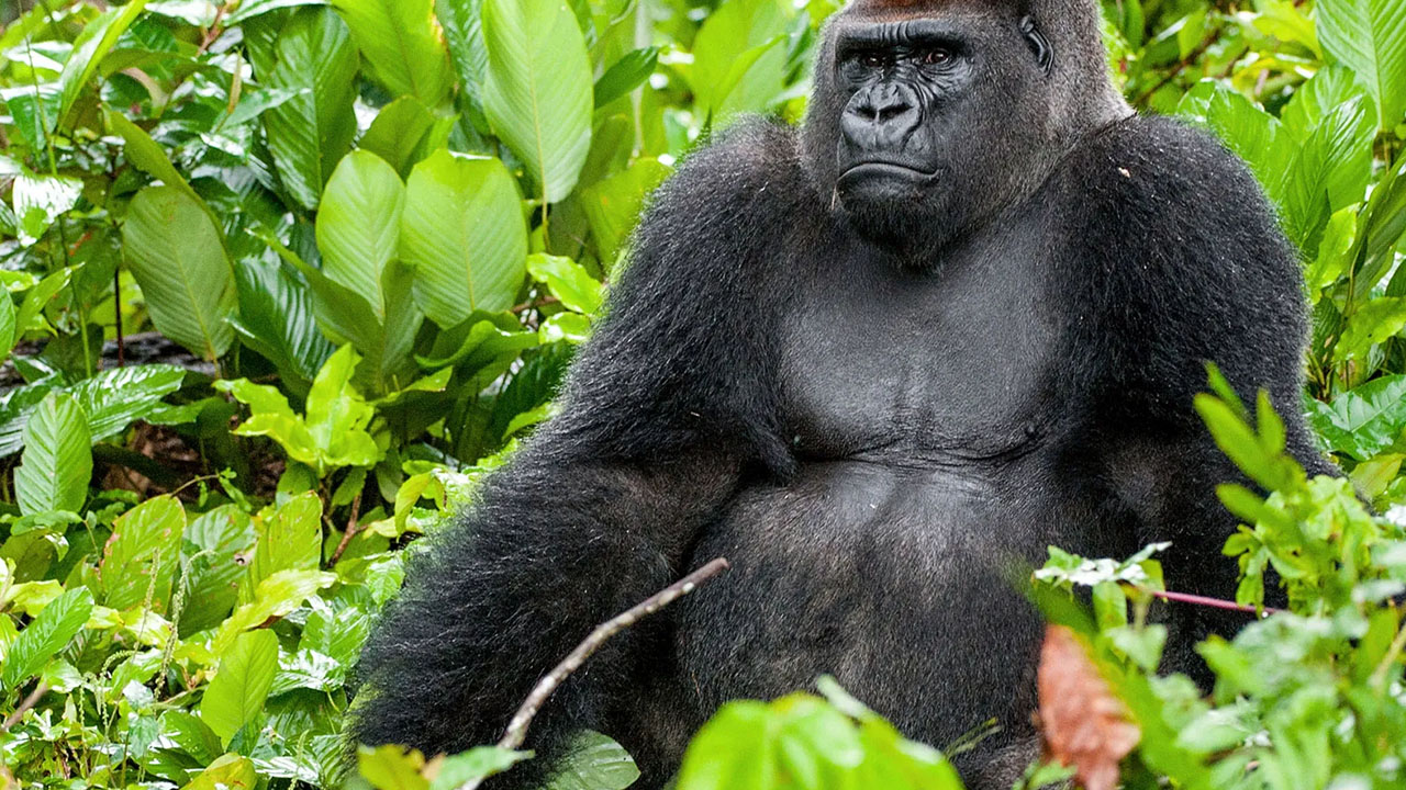crazy animal facts - western lowland gorilla