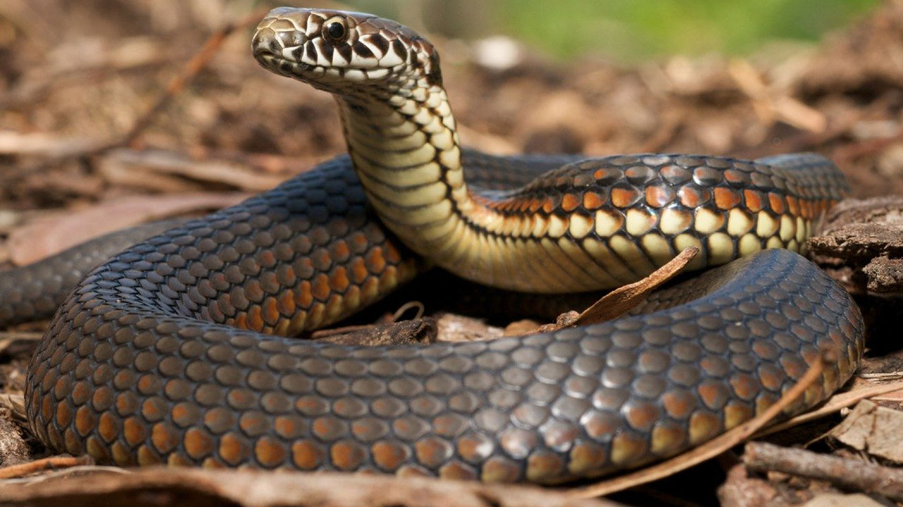 crazy animal facts - snake sitting