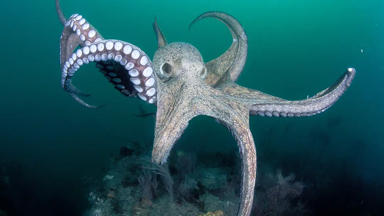 "Did you know that Octopus have Blue Blood and 9 Brains?"