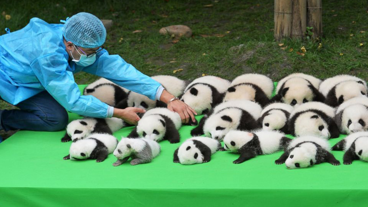 panda cuddler job