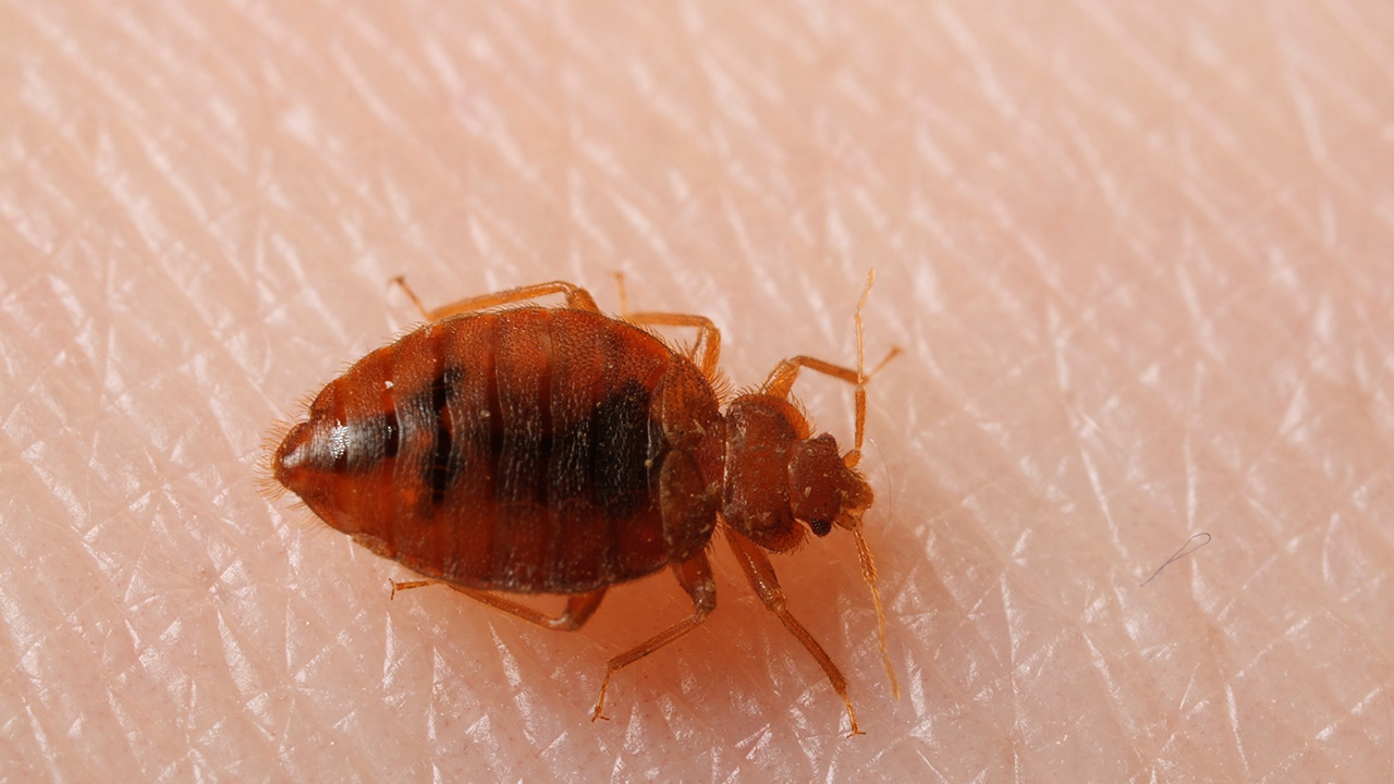 "Bedbugs mate through Traumatic insemination. This the mating practice in some species of invertebrates in which the male pierces the female's abdomen with his aedeagus and injects his sperm through the wound into her abdominal cavity. The female has no vaginal opening, and this is the only way they reproduce." - MisterLicious
