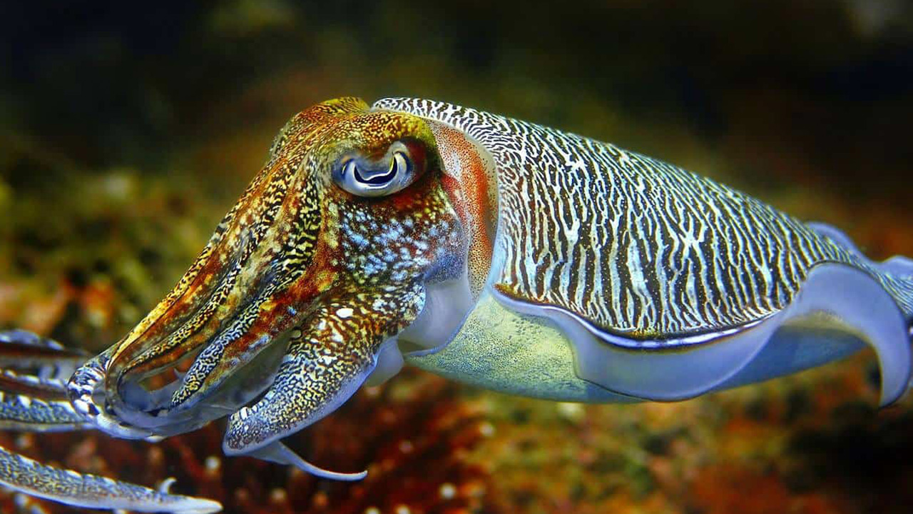 "Cuttlefish can change the color of every scale on their body, as well as contort into various shapes and sizes, meaning they are practically shape shifters. They also passed an IQ test last year. Luckily they use their shape shifting powers to hypnotize crabs and eat them." - f---thezodiac