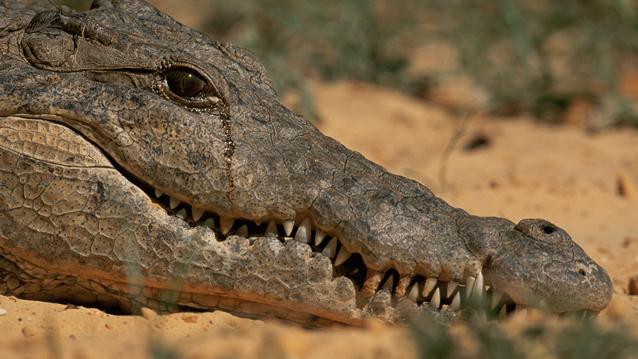 "Crocodile shed tears because of air trapped in their sinuses post eating the prey and has nothing to do with pain and hence the expression crocodile tears 