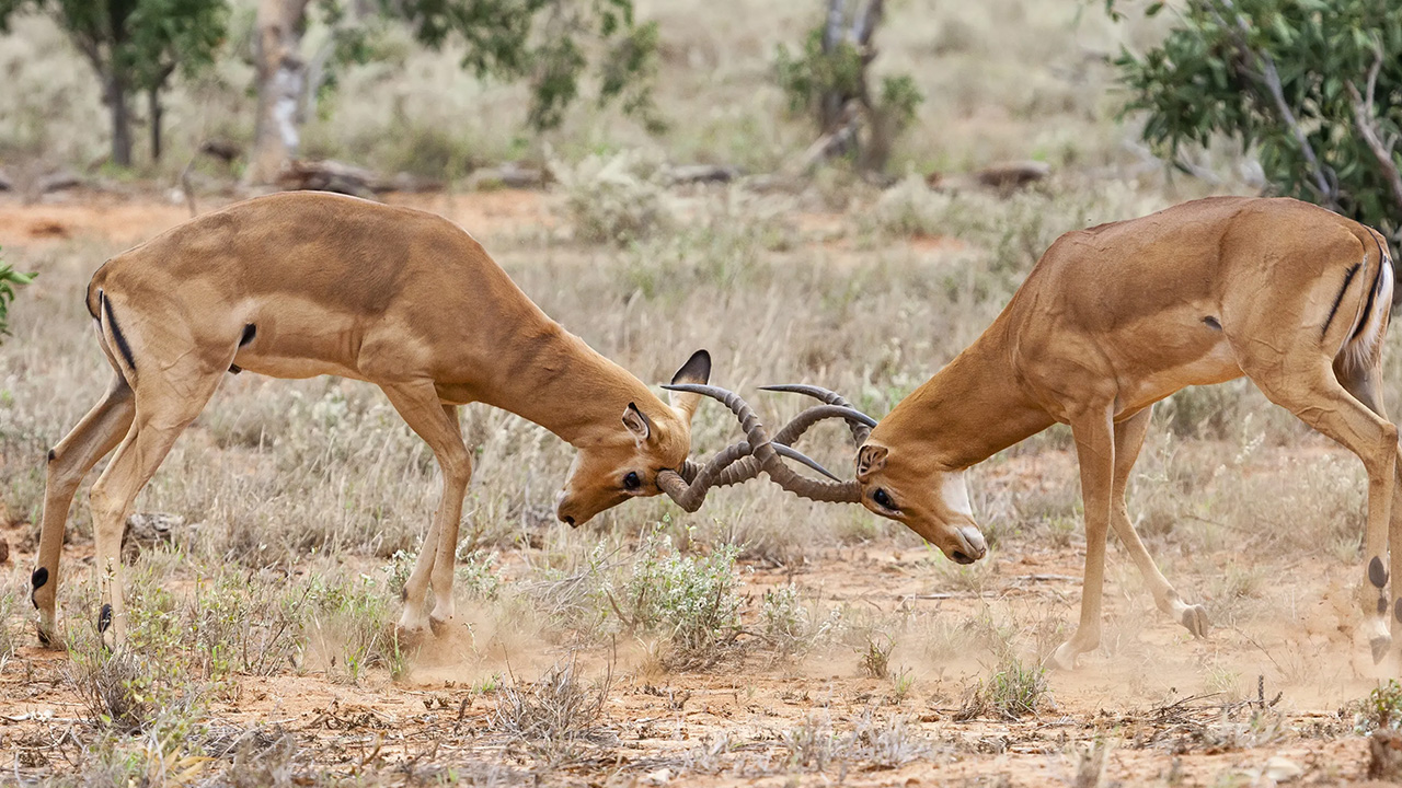 "Deer use both monogamy and polygamy." - u/Sageknowledge