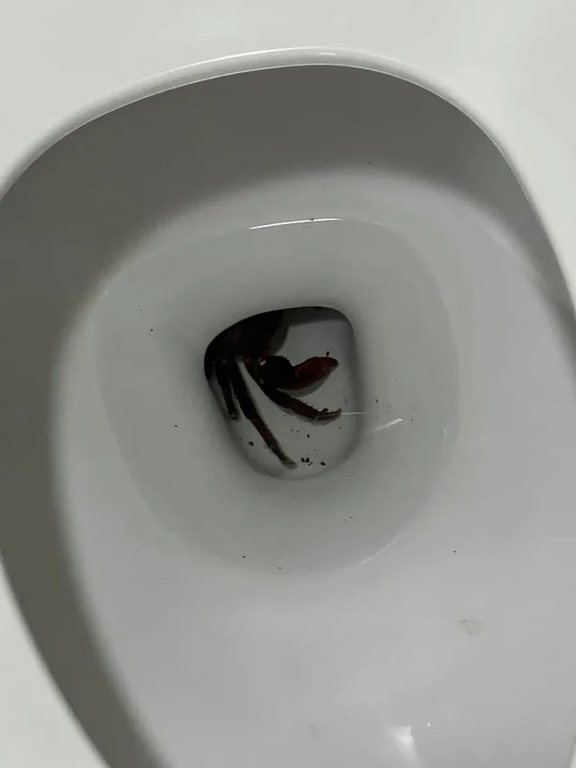 Is something getting flushed or coming out?