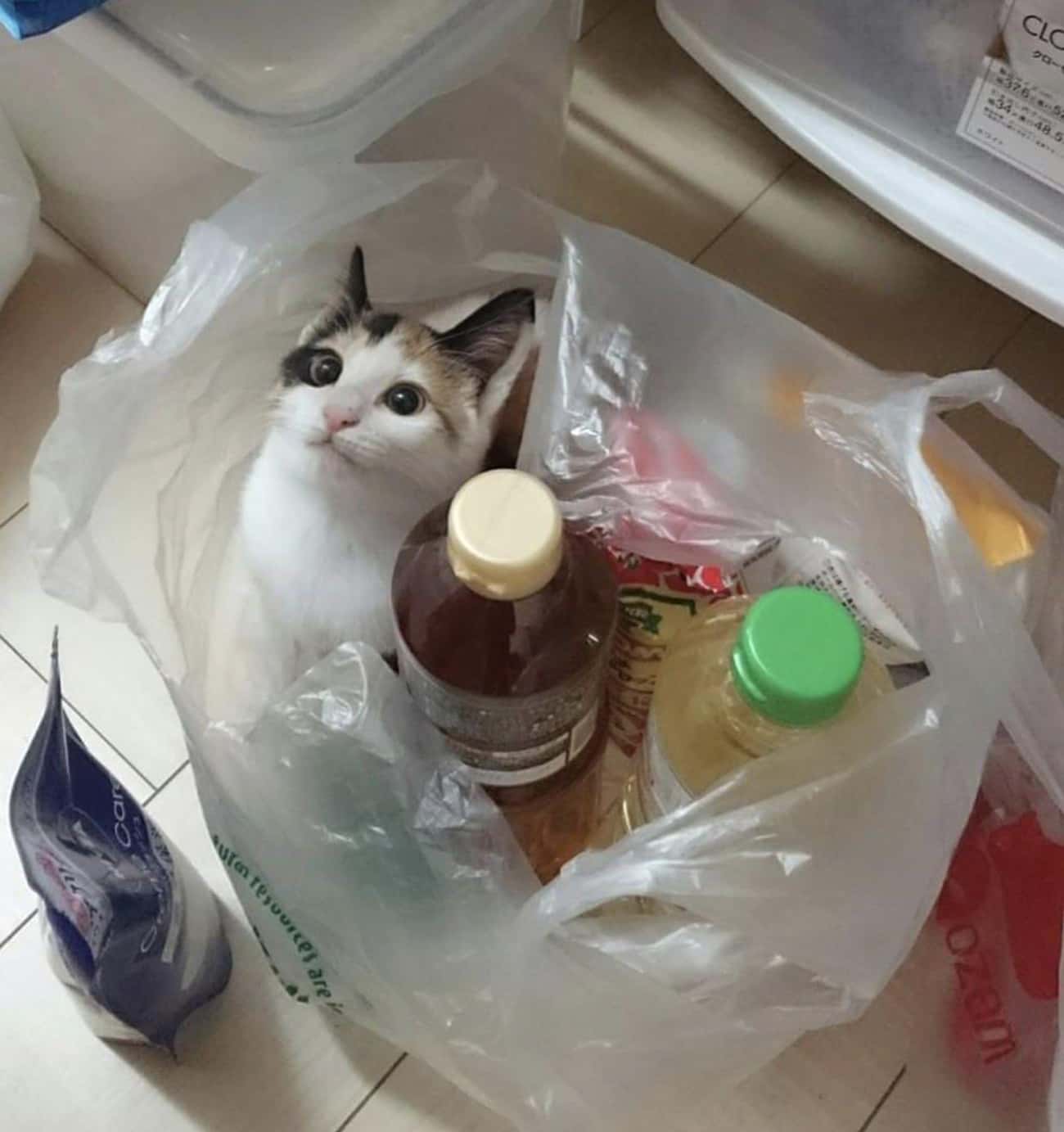 cat with groceries