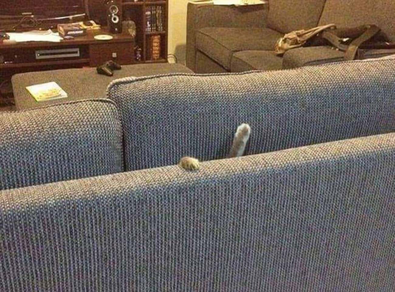 cat stuck couch