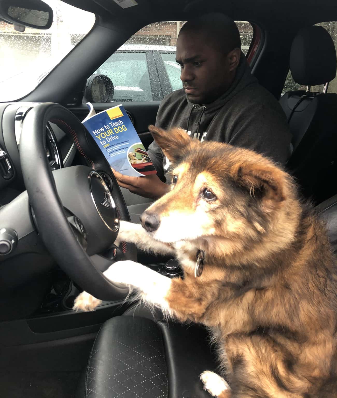 teach your dog to drive meme - How to Teach Your Dog to Drive