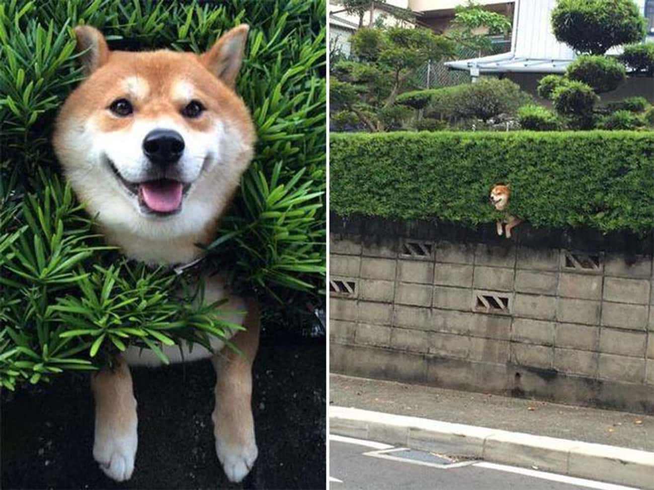 dogs who are stuck pretending everything is fine