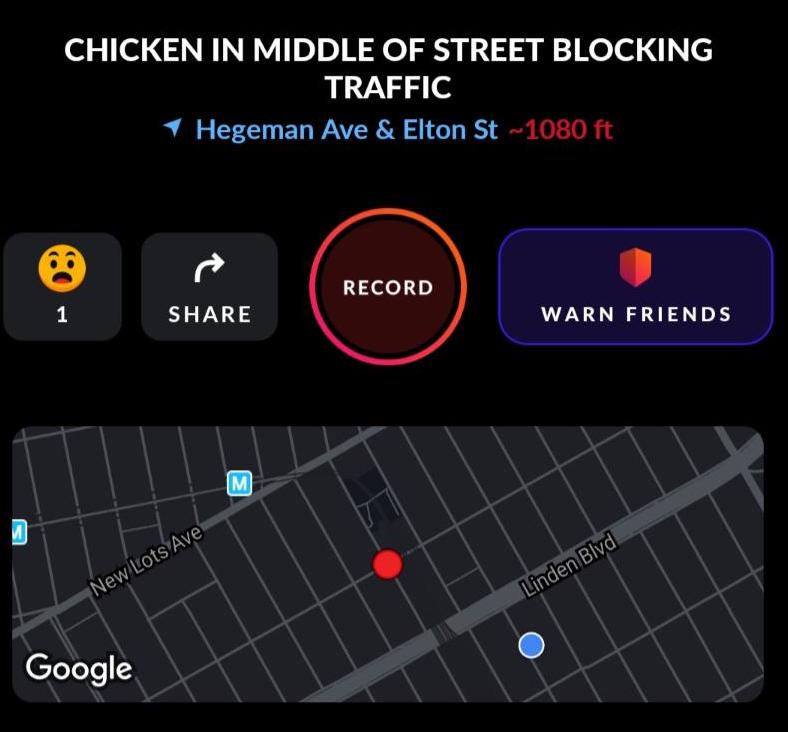 multimedia - Chicken In Middle Of Street Blocking Traffic 1 Hegeman Ave & Elton St ~1080 ft 3 Record 1 Warn Friends M New Lots Ave Linden Blvd Google