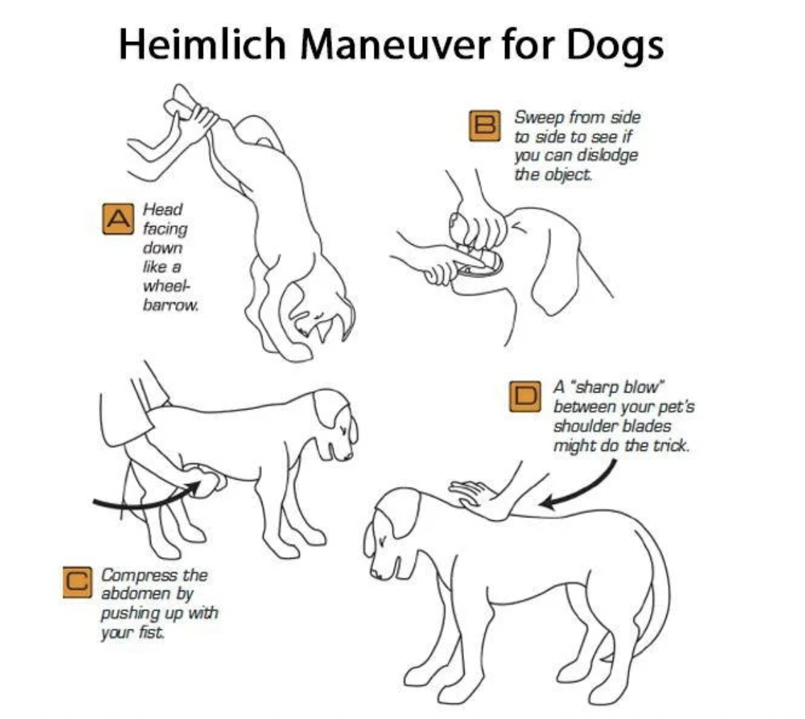 how to be a man - heimlich maneuver for dogs - Heimlich Maneuver for Dogs B Sweep from side to side to see if you can dislodge the object Head facing down a wheel barrow Asharp blow between your pet's shoulder blades might do the trick Compress the abdome