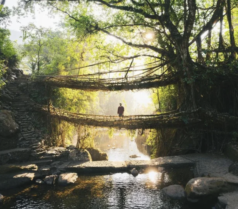 Bridges made entirely of living tree roots.