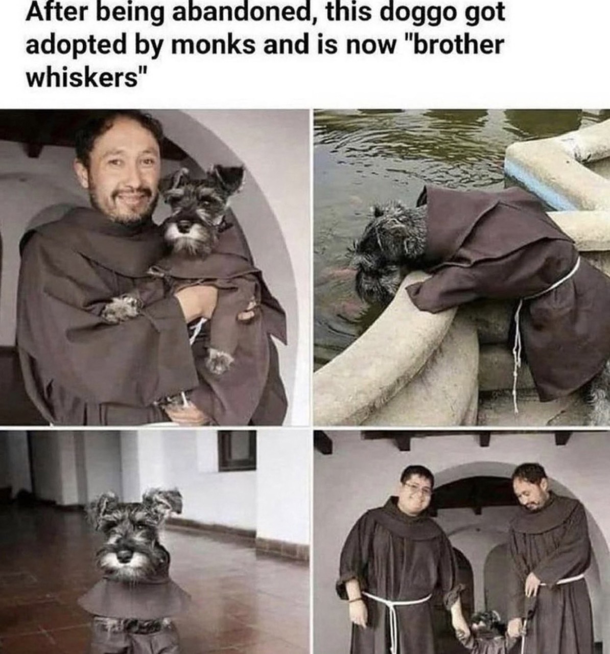 dudes post wins - brother whiskers monk - After being abandoned, this doggo got adopted by monks and is now "brother whiskers"