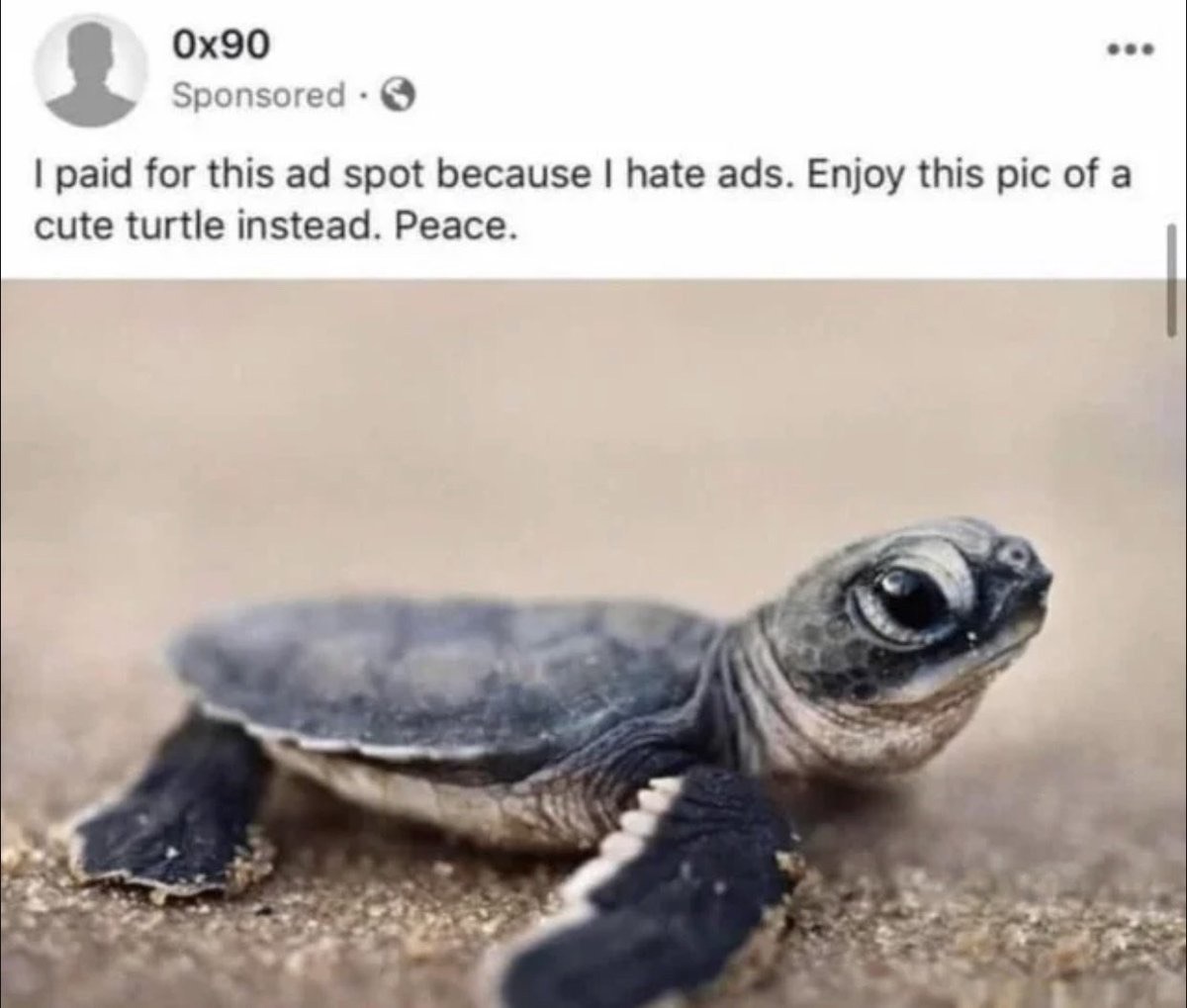 dudes post wins - cute turtle - Ox90 Sponsored I paid for this ad spot because I hate ads. Enjoy this pic of a cute turtle instead. Peace.