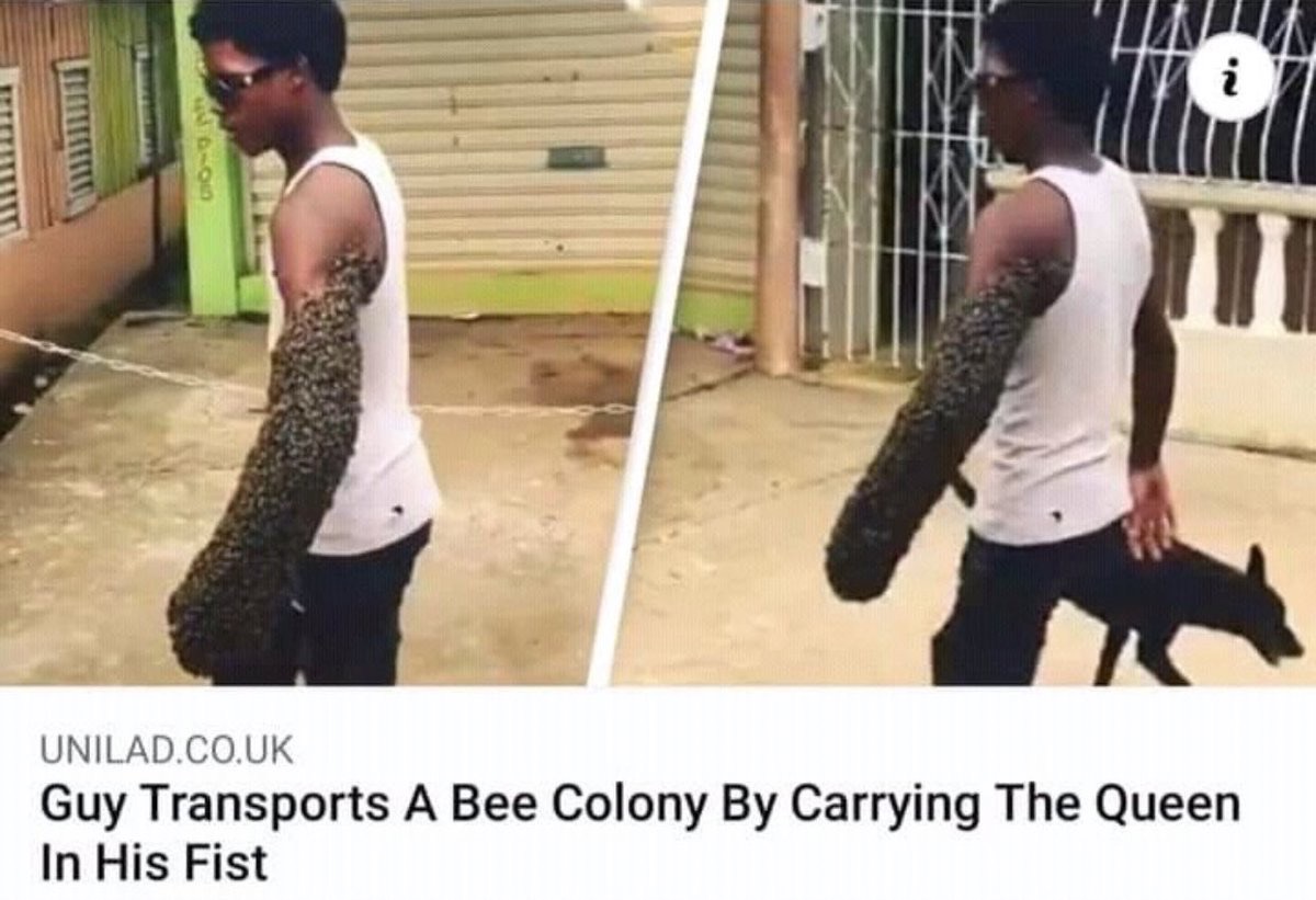 dudes post wins - guy transports a bee colony by carrying - i Ti Unilad.Co.Uk Guy Transports A Bee Colony By Carrying The Queen In His Fist