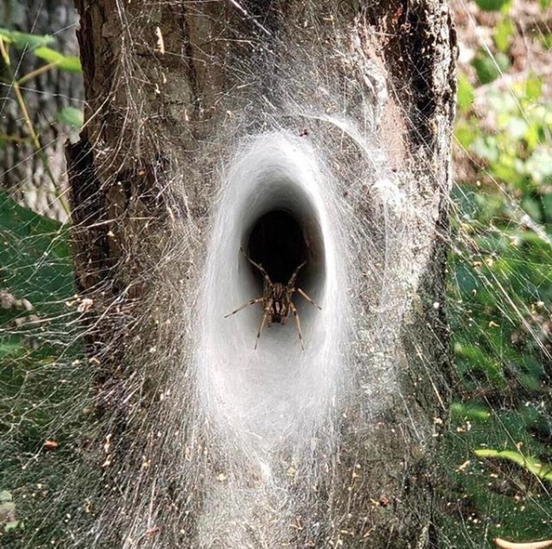 Creepy Animal Photos - complex spider web