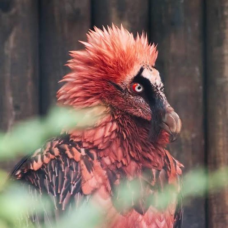 Creepy Animal Photos - red bearded vulture