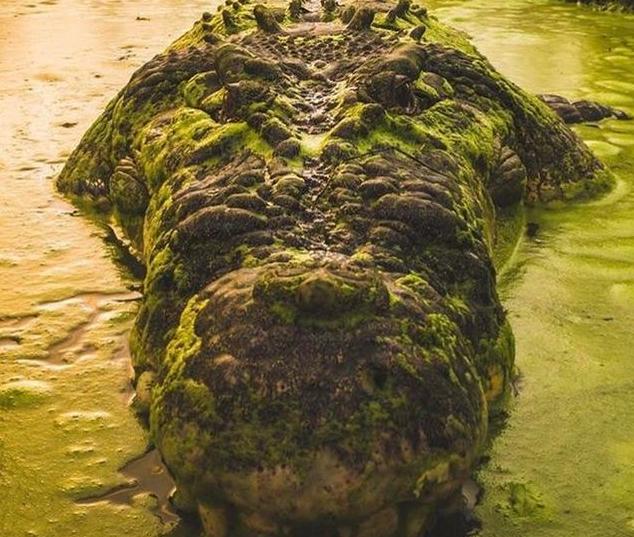 Creepy Animal Photos - crocodile habitat