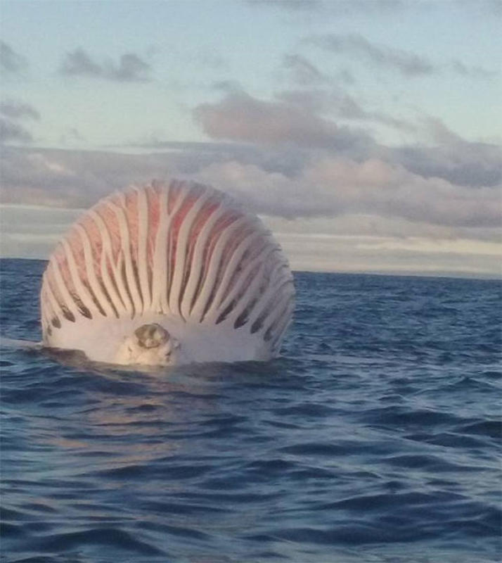 Creepy Animal Photos - whale before exploding