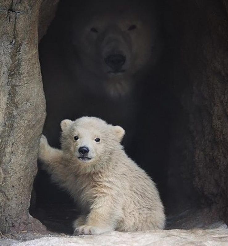 Creepy Animal Photos - polar bear mama