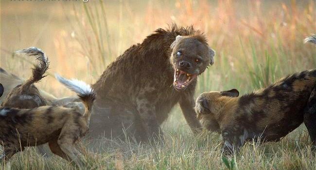 Creepy Animal Photos - hyena matriarch