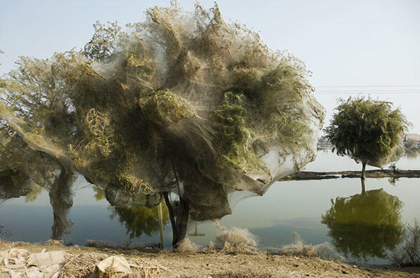 Creepy Animal Photos - pakistan spider trees