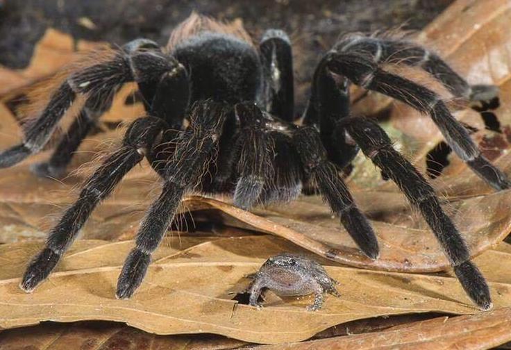 Creepy Animal Photos - tarantulas keep frogs as pets