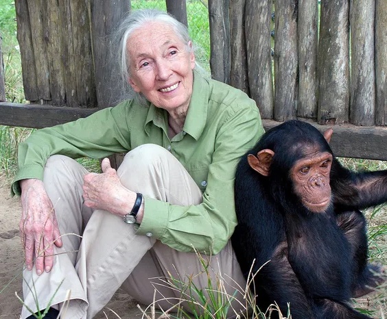 Famous People from History still alive - jane goodall