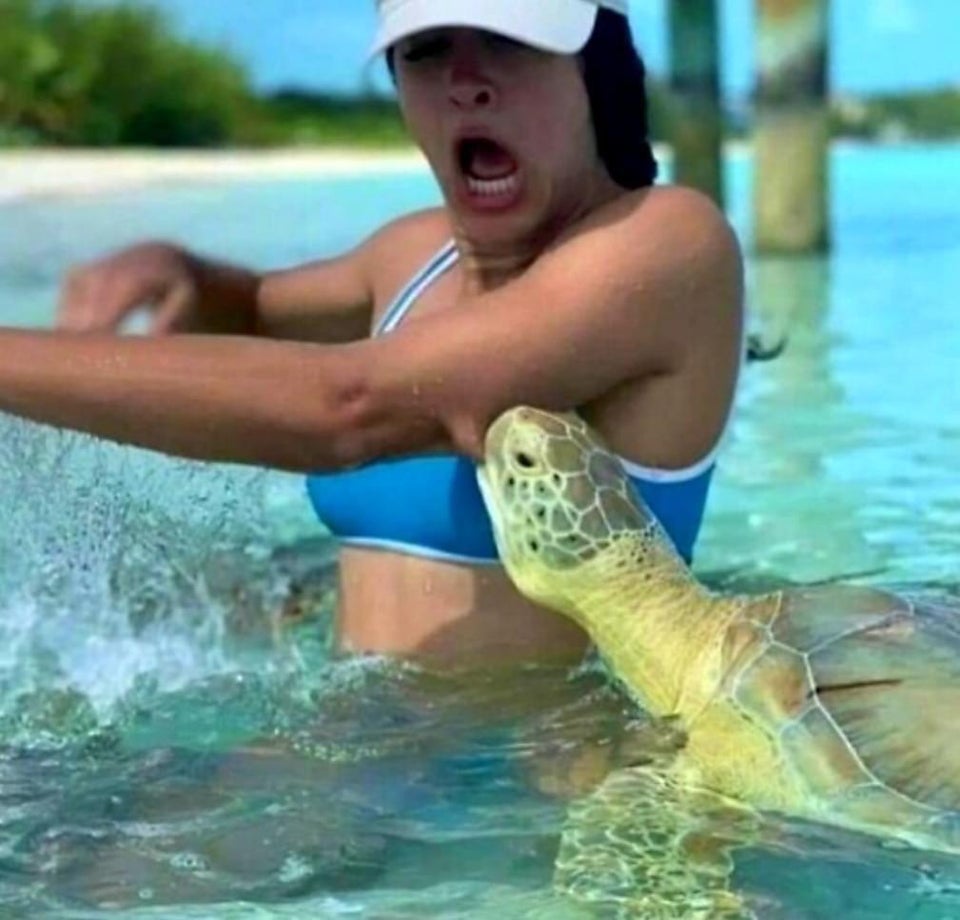 turtle bite meme