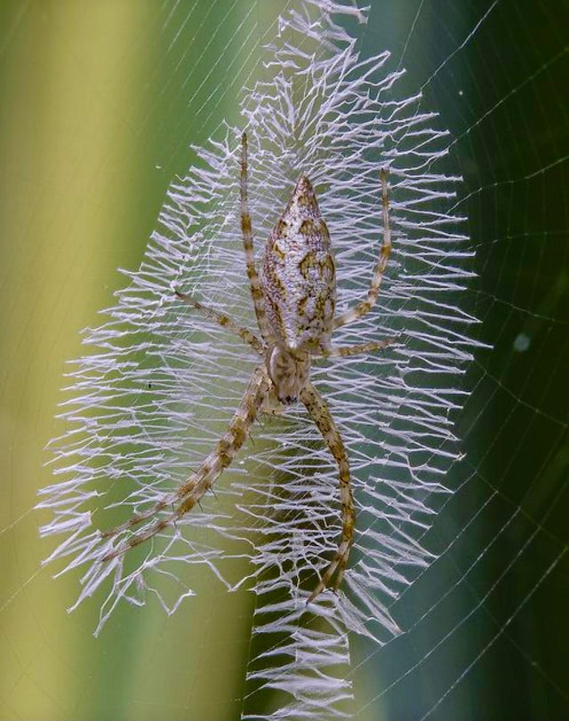 spider web - Wm