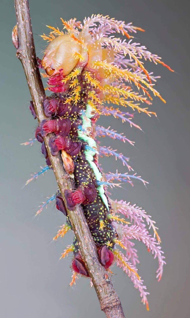 saturniidae moth caterpillar