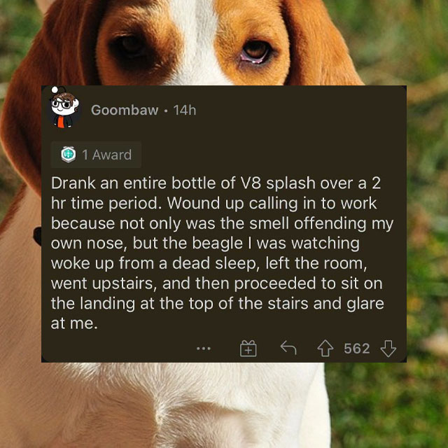 beagle food - Goombaw 14h 1 Award Drank an entire bottle of V8 splash over a 2 hr time period. Wound up calling in to work because not only was the smell offending my own nose, but the beagle I was watching woke up from a dead sleep, left the room, went u