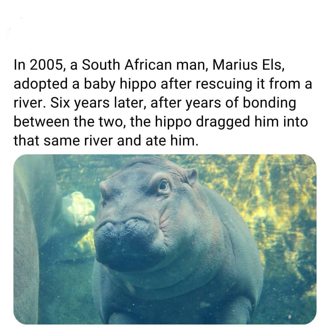 Hippopotamus - In 2005, a South African man, Marius Els, adopted a baby hippo after rescuing it from a river. Six years later, after years of bonding between the two, the hippo dragged him into that same river and ate him.