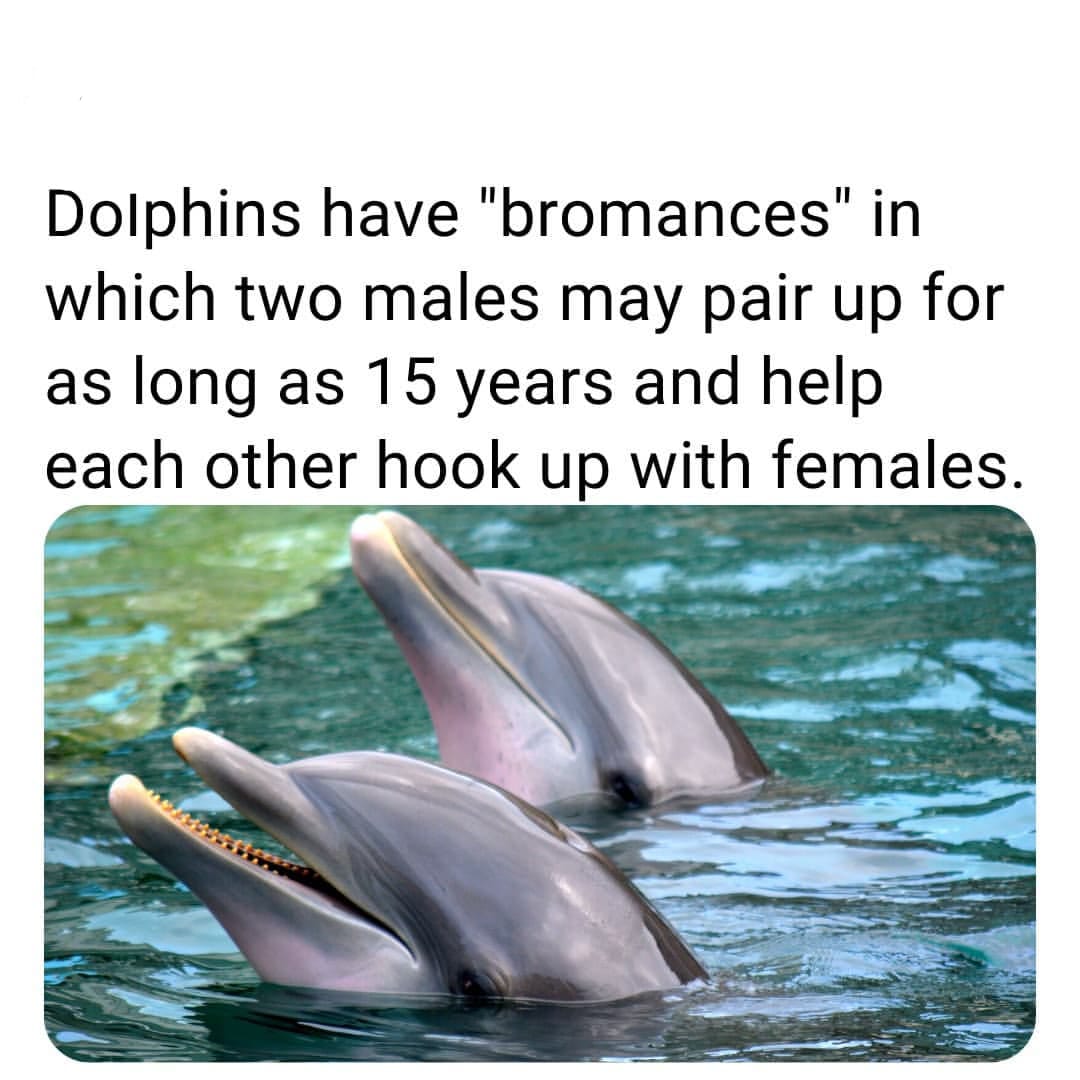 fauna - Dolphins have "bromances" in which two males may pair up for as long as 15 years and help each other hook up with females.