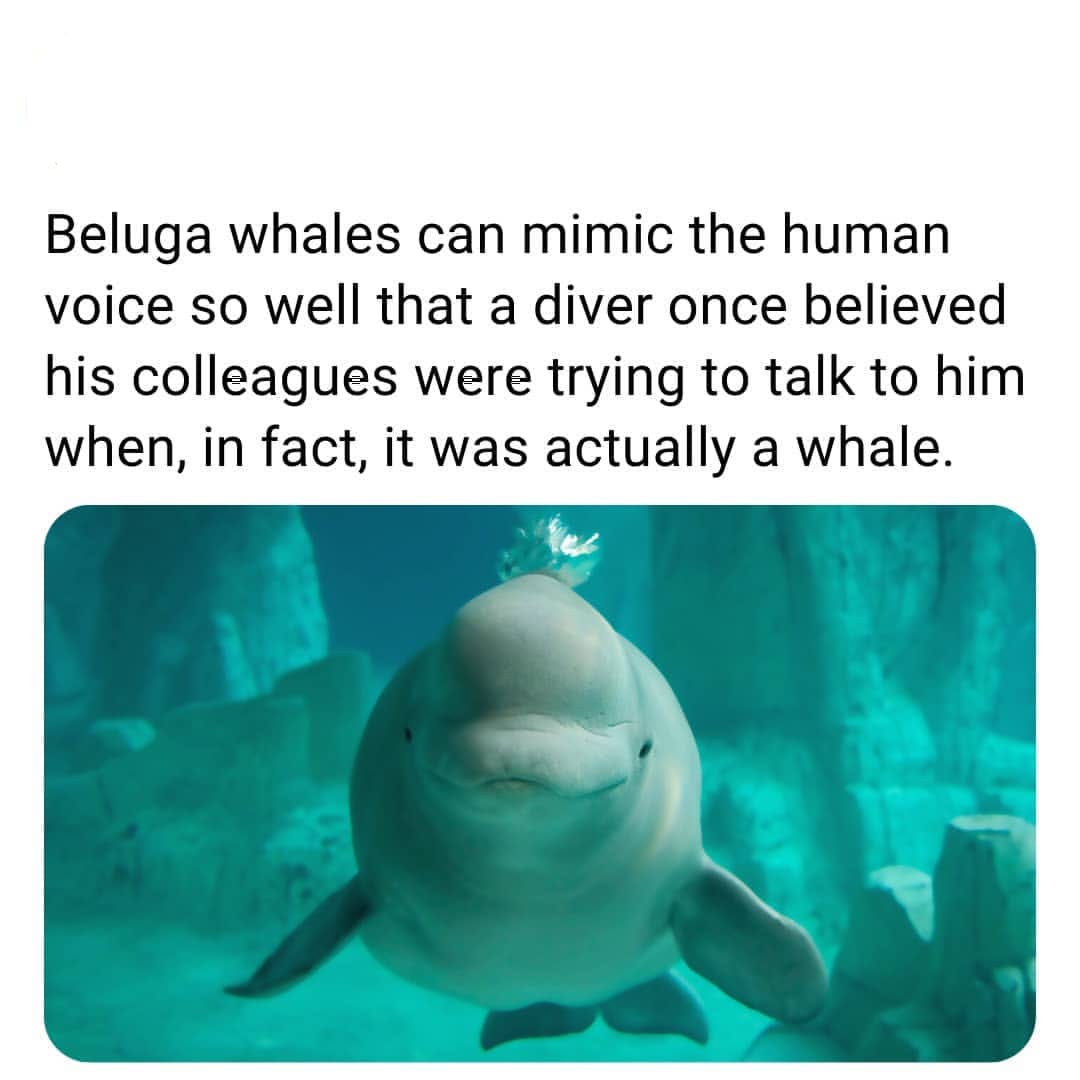 marine wild life - Beluga whales can mimic the human voice so well that a diver once believed his colleagues were trying to talk to him when, in fact, it was actually a whale.