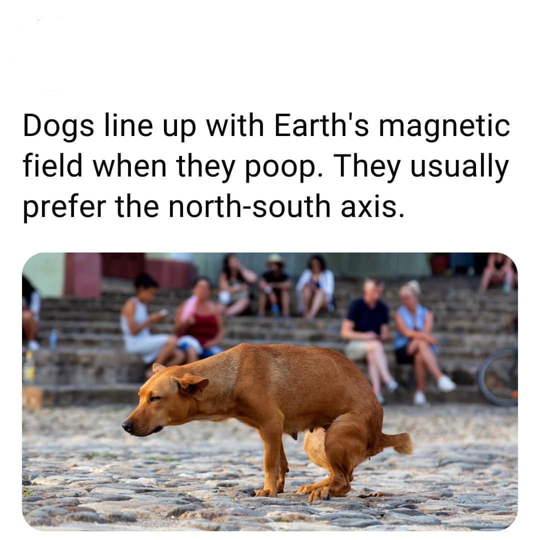 fauna - Dogs line up with Earth's magnetic field when they poop. They usually prefer the northsouth axis.