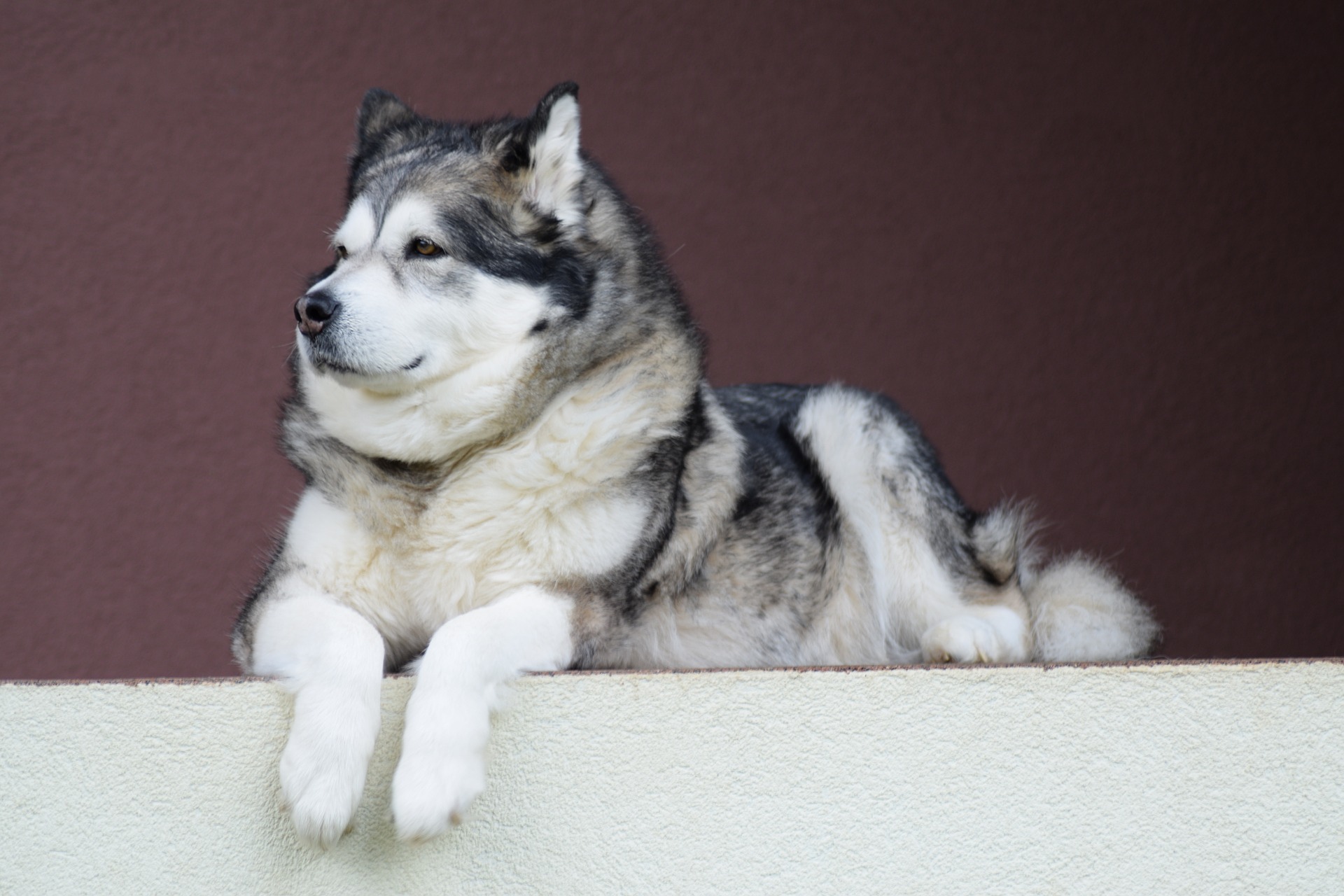 Develops your Dog's "Hidden Intelligence"