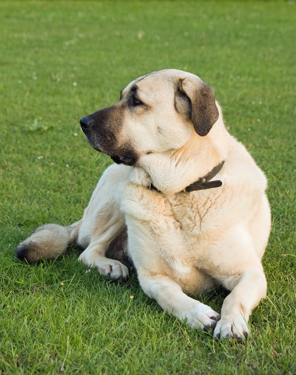 Develops your Dog's "Hidden Intelligence"