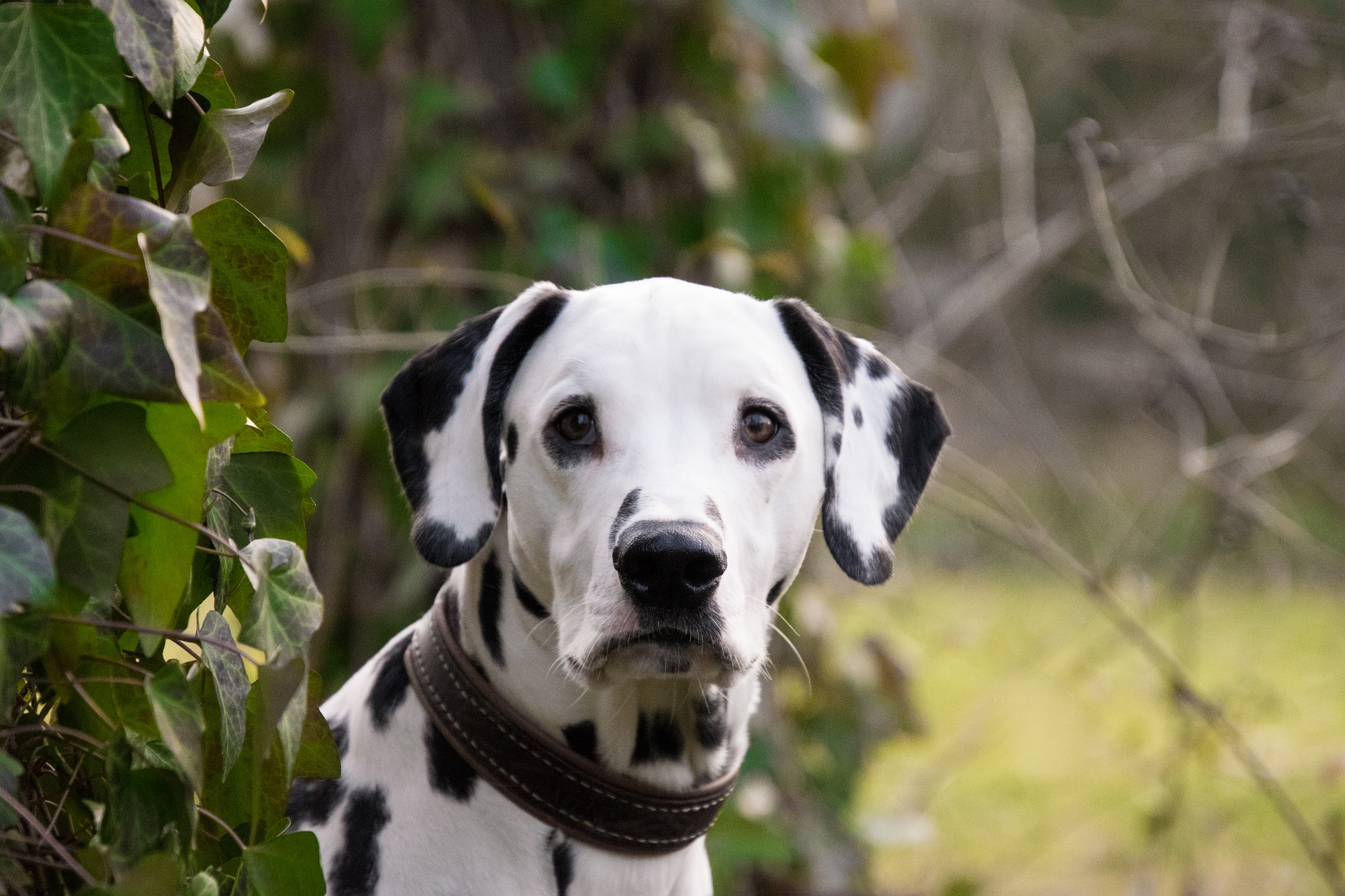 Develops your Dog's "Hidden Intelligence"