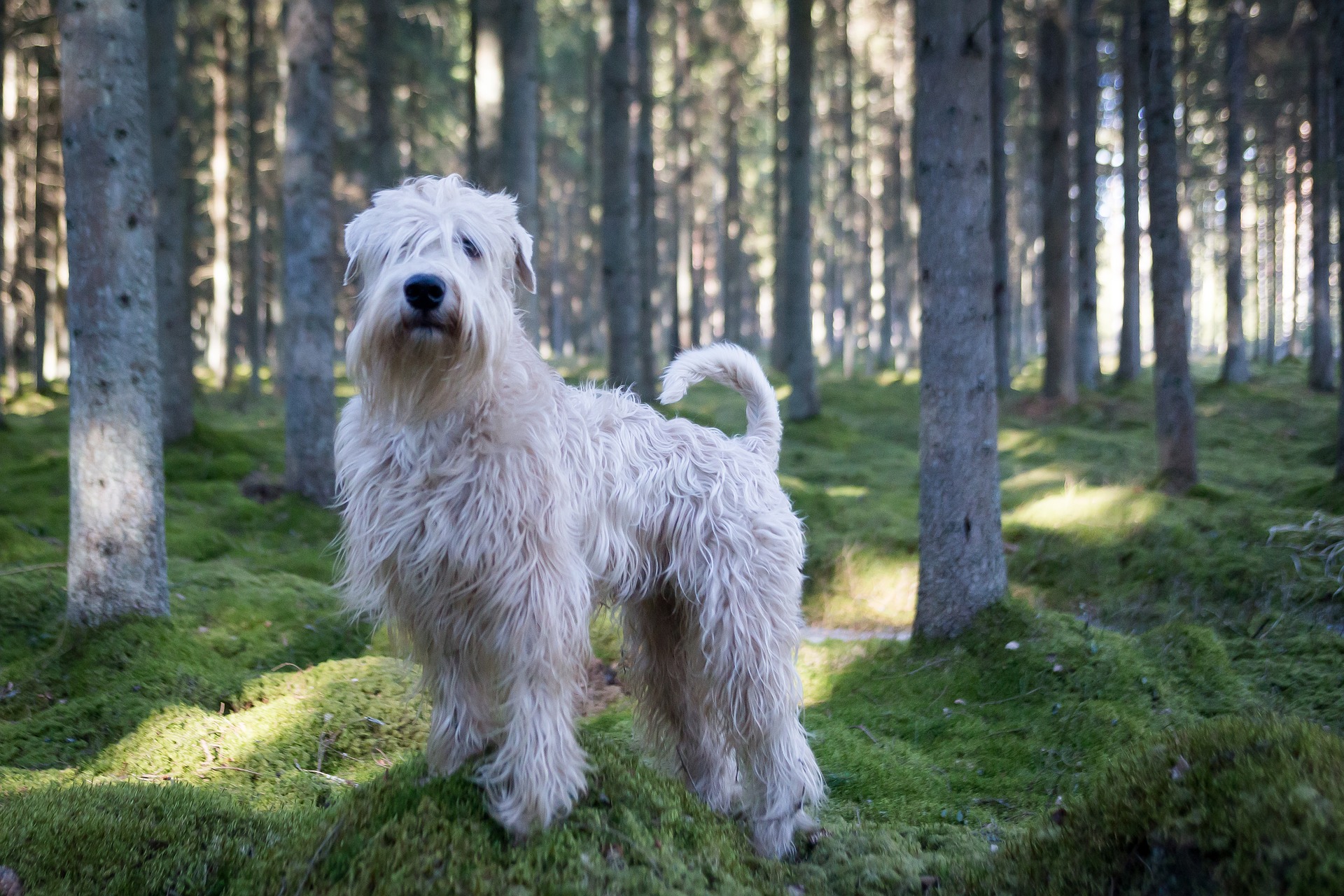 Develops your Dog's "Hidden Intelligence"