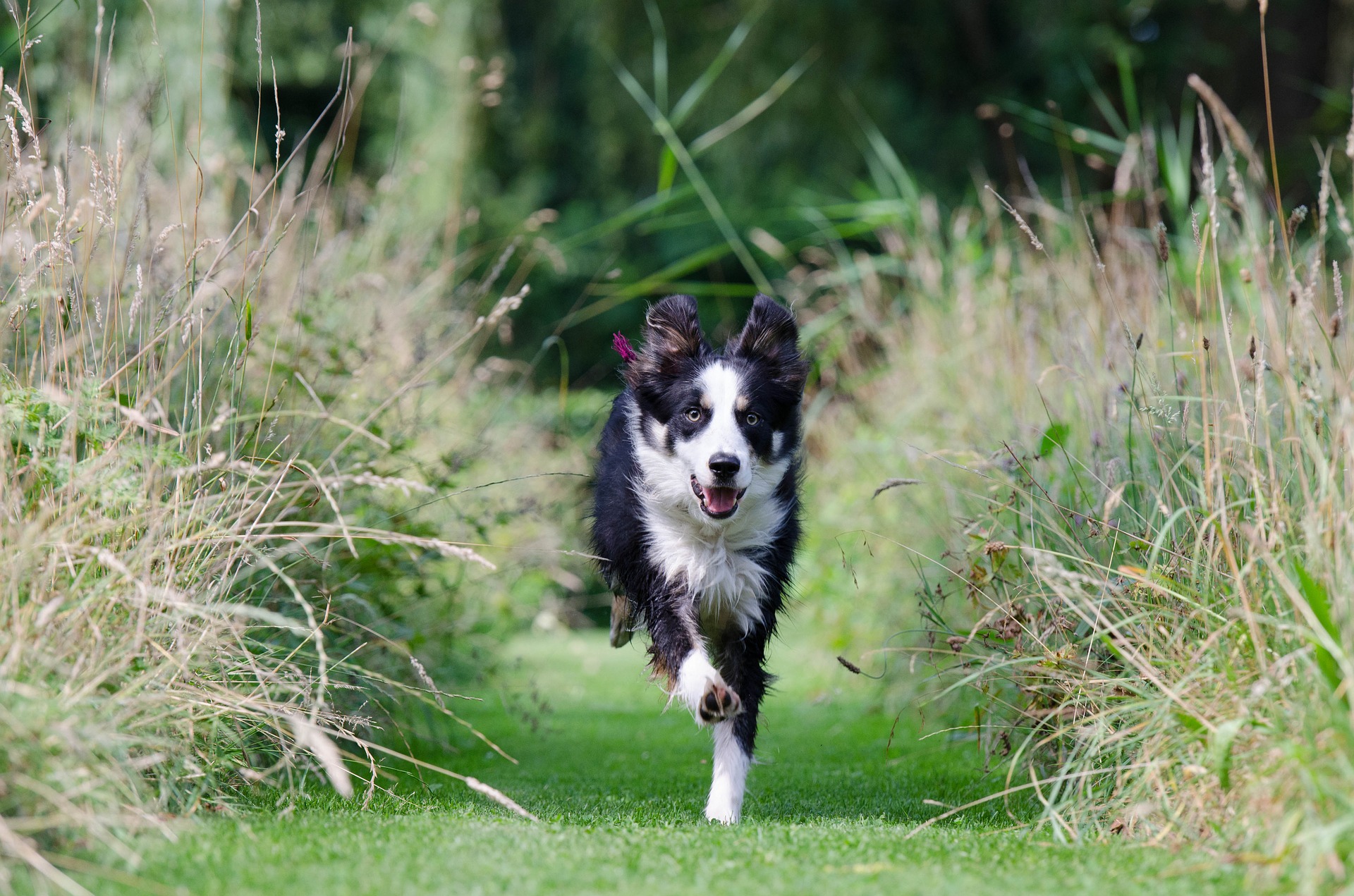 Develops your Dog's "Hidden Intelligence"